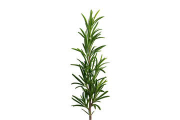 Fototapeta premium Fresh rosemary sprig with narrow green leaves
