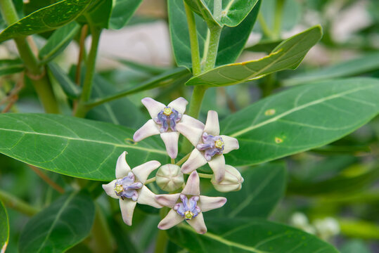 Crown flower (Calotropis gigantea) blooming in Vietnam, featuring delicate pale purple flowers, green foliage, and distinctive natural textures in a tropical setting.