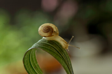 Tiny Snail Crawling on Curved Green Leaf with Soft Bokeh Background © Joko