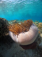sea anemone (Heteractis magnifica) resting on a sandy and coral seabed, with a small clownfish swimming near its orange tentacles © Warga Lokal