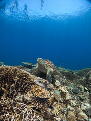 Sea Turtle Resting on Coral Reef in Komodo National Park, Indonesia © Warga Lokal