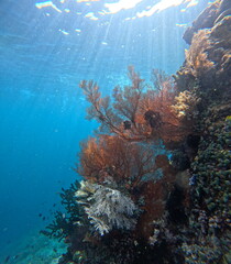 sea fans, also known as gorgonian corals, attached to a steep, sunlit coral reef wall under blue ocean water. © Warga Lokal