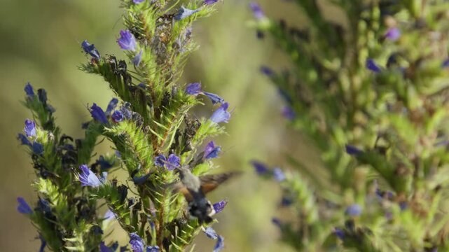 Proboscis of hummingbird hawk-moth probes blueweed flowers for nectar, slomo