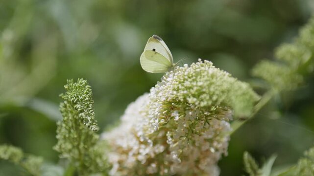 Cabbage white butterfly (Pieris rapae) collects nectar from cluster of flowers