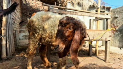 A brown and white domestic sheep with long ears tied next to a wooden trough on a rural village farm. © Zahoor