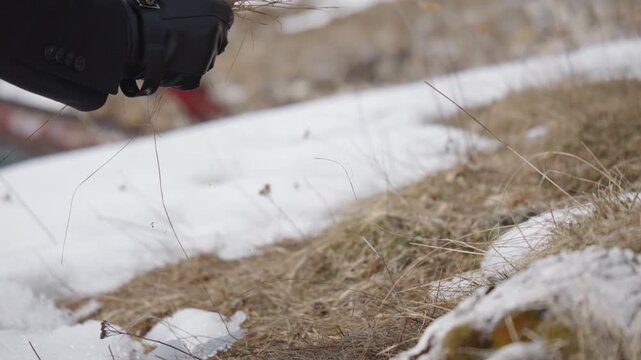 Close-up of a black gloved hand picking up dry mountain grass among patches of melting snow in a cold alpine environment.