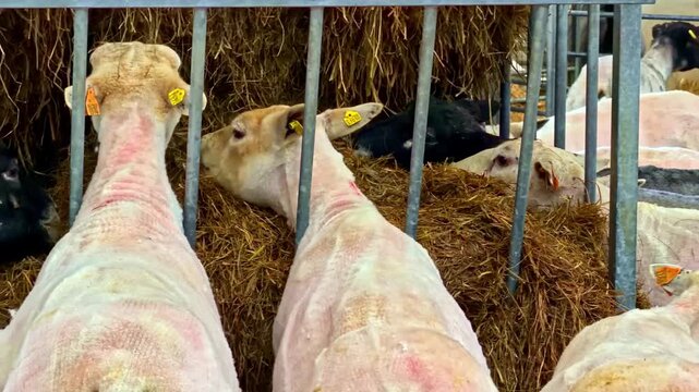 Sheep crowd a hay bunk in a metal barn pen, with yellow ear tags visible.