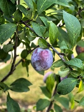 Damaged Purple Plum With Brown Surface Marks