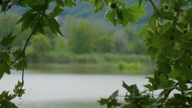 Green leaves tree frame lake background in selective focus. Handheld static shot of calm water and lush green forest shore through a natural foliage border on a summer day.