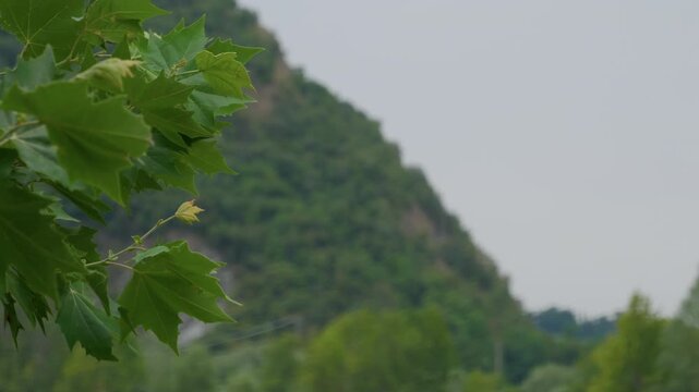 Green leaves mountain valley forest background in selective focus. Lush foliage swaying gently under an overcast summer sky in a wild scenic landscape, handheld static shot.