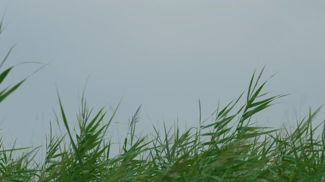 Green reeds swamp grass sky background blowing in the wind. Low angle view of wild marsh vegetation under an overcast grey day in nature, handheld static shot.