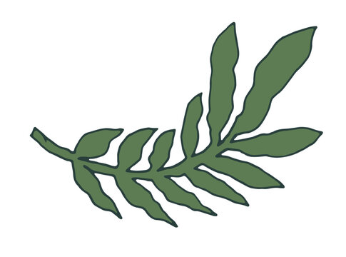 Simple Green Botanical Fern Leaf Element