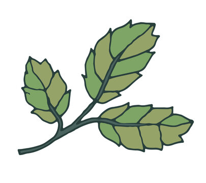 Hand Drawn Broad Forest Leaf Branch