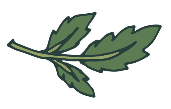 Hand Drawn Serrated Plant Foliage Art