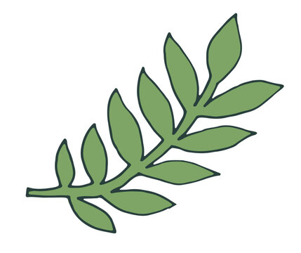 Simple Rustic Green Ash Leaf Branch