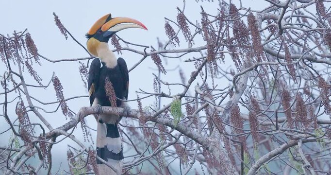 Male Great pied Hornbill calling at dusk; evening canopy macro territorial vocalization