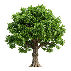 Obraz premium Lush green realistic full grown tree isolated on white background