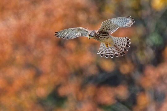 ホバリングして獲物を探すチョウゲンボウ(Common Kestrel)の雌