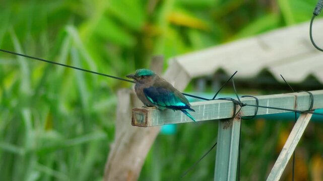 Indochinese Roller Holding Position on a Rail During Strong Gusts