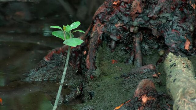 Mangrove Shoots Emerging Beside Old Root Structures