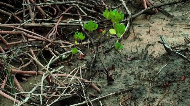 Mangrove Plants Emerging Among Woody Roots