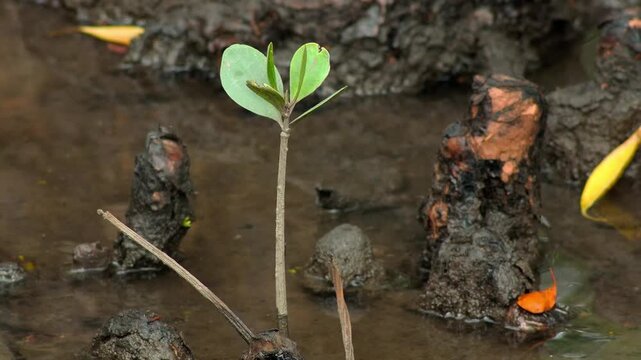 Mangrove Sprout Rising From Muddy Ground