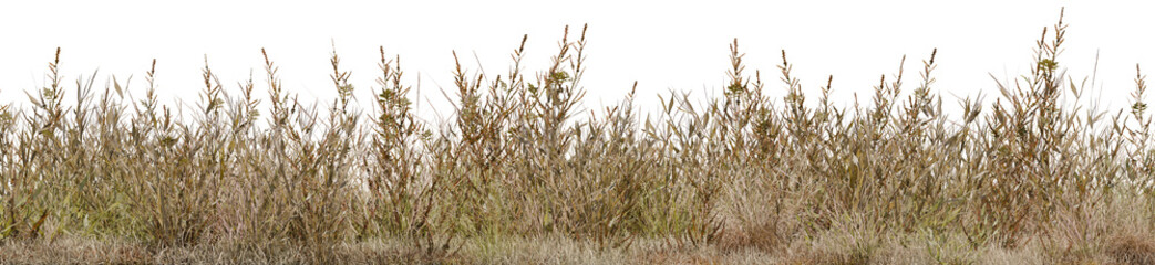 Naklejka premium 3D render of dry wild grass line on transparent PNG background, isolated autumn weeds border cutout for architectural rendering and nature design.