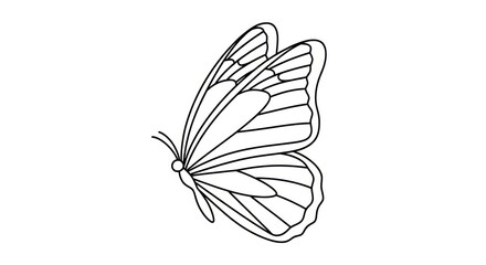 butterfly line art illustration insect. © Glang