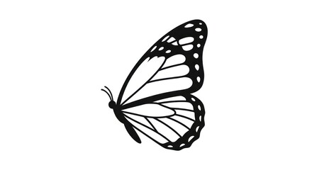 Monarch butterfly black and white wings. © Glang