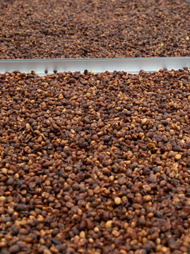 Coffee bean dry drying process harvest parchment agriculture crop organic farm raw texture brown seed natural food drink beverage production industry cherry plant background pattern