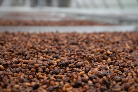 Coffee bean macro texture parchment drying process detail cherry brown harvest farm agriculture seed raw organic natural crop surface food drink beverage production industry plant background