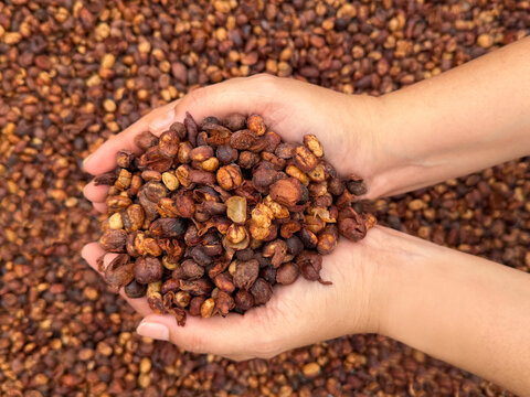 Coffee beans harvest hands dried cherry natural process raw organic farm agriculture holding produce crop shell husk seed fruit parchment brown background roasted ingredient fresh farmer