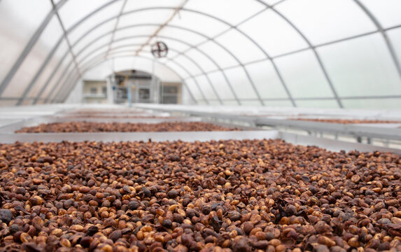 Greenhouse solar coffee drying dome tray rack process farm bean structure agriculture harvest row tunnel technology perspective parchment organic crop production industry plant natural brown