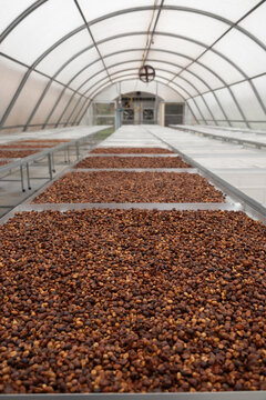 Greenhouse coffee solar drying vertical tray rack bean process tunnel dome farm harvest agriculture row parchment perspective production structure crop organic industry natural brown bed