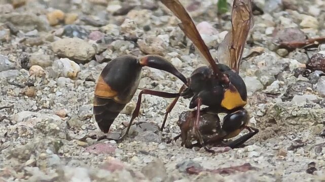 Potter Wasp Making a Mud Ball for Nest Building - Left Side View (Extreme Close-up, Ultra HD)


