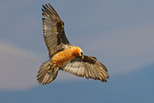 An endangered bearded vulture (Gypaetus barbatus) in flight in natural habitat, South Africa