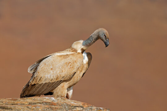 An endangered Cape vulture (Gyps coprotheres) perched on a rock in natural habitat, South Africa