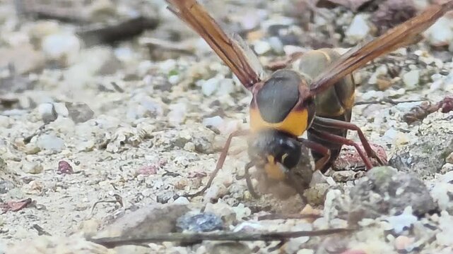 ​Potter Wasp Making a Mud Ball for Nest Building - Front View (Extreme Close-up, Ultra HD)

 