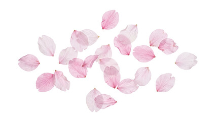 Fototapeta premium 舞い散る美しい桜の花びらデザイン素材 背景透過 PNGファイル