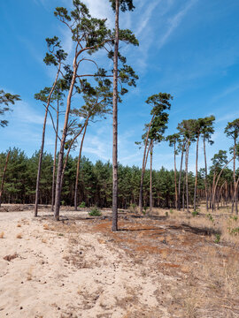 Scots pine forest growing on windblown sandy soil in the Zahorie region of western Slovakia, with tall pine trees and blue summer sky.