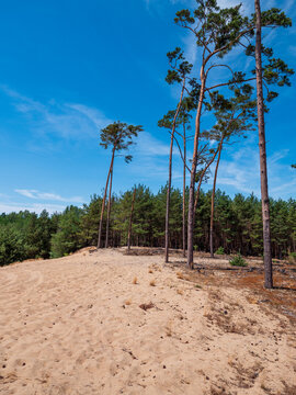Scots pine forest growing on windblown sandy soil in the Zahorie region of western Slovakia, with tall pine trees and blue summer sky.