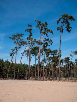 Scots pine forest growing on windblown sandy soil in the Zahorie region of western Slovakia, with tall pine trees and blue summer sky.