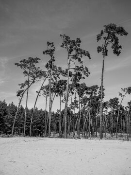 Black and white view of a Scots pine forest on sandy soil in the Zahorie region of western Slovakia, a characteristic dry landscape of the Borska Lowland.