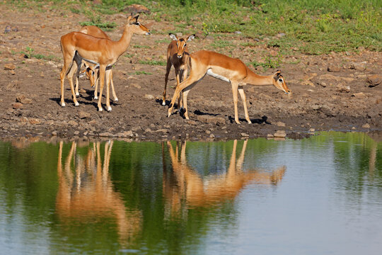 Impala antelopes (Aepyceros melampus) at a waterhole with reflection, Madikwe game reserve, South Africa