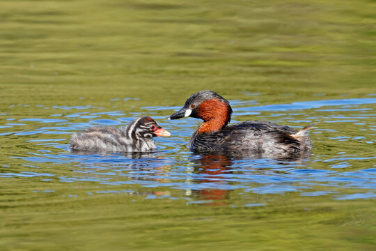 A little grebe (Tachybaptus ruficollis) with chick swimming in a pond, South Africa