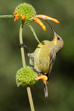 A female malachite sunbird (Nectarinia famosa) perched on a flower, South Africa