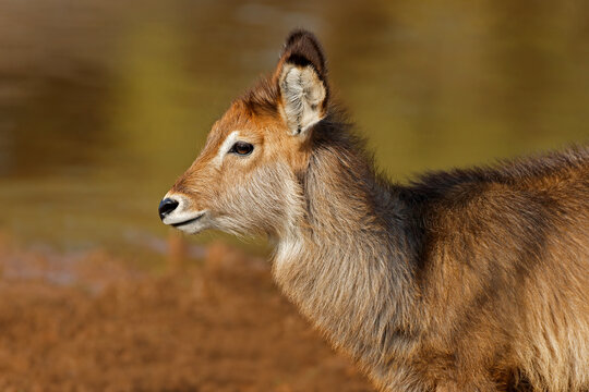 Close-up portrait of a young waterbuck calf (Kobus ellipsiprymnus), Mokala National Park, South Africa