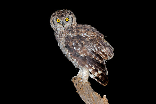 A spotted eagle-owl (Bubo africanus) perched on a branch during the night, South Africa