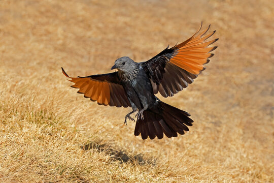 A female red-winged starling (Onychognathus morio) landing with open wings, South Africa