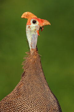 Close-up portrait of a helmeted guineafowl (Numida meleagris), South Africa
